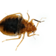Illustration for article titled Deal Drop: Someone Hates Walmart Enough to Infest One of Its Stores With Bedbugs